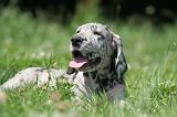 DOGUE ALLEMAND 405